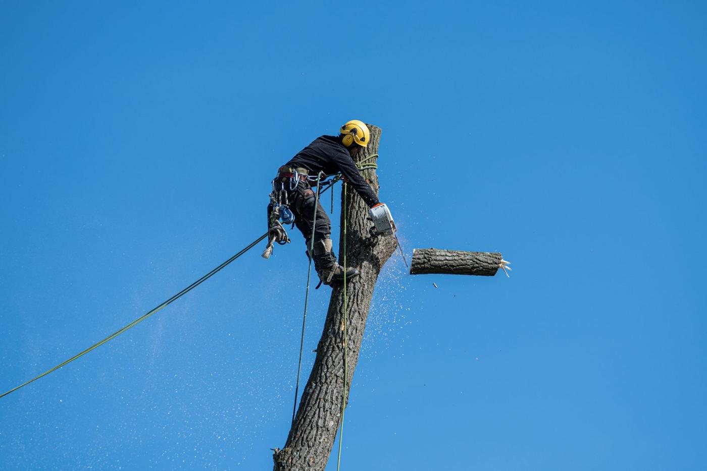 Climber roped in, taking a tree down from the top