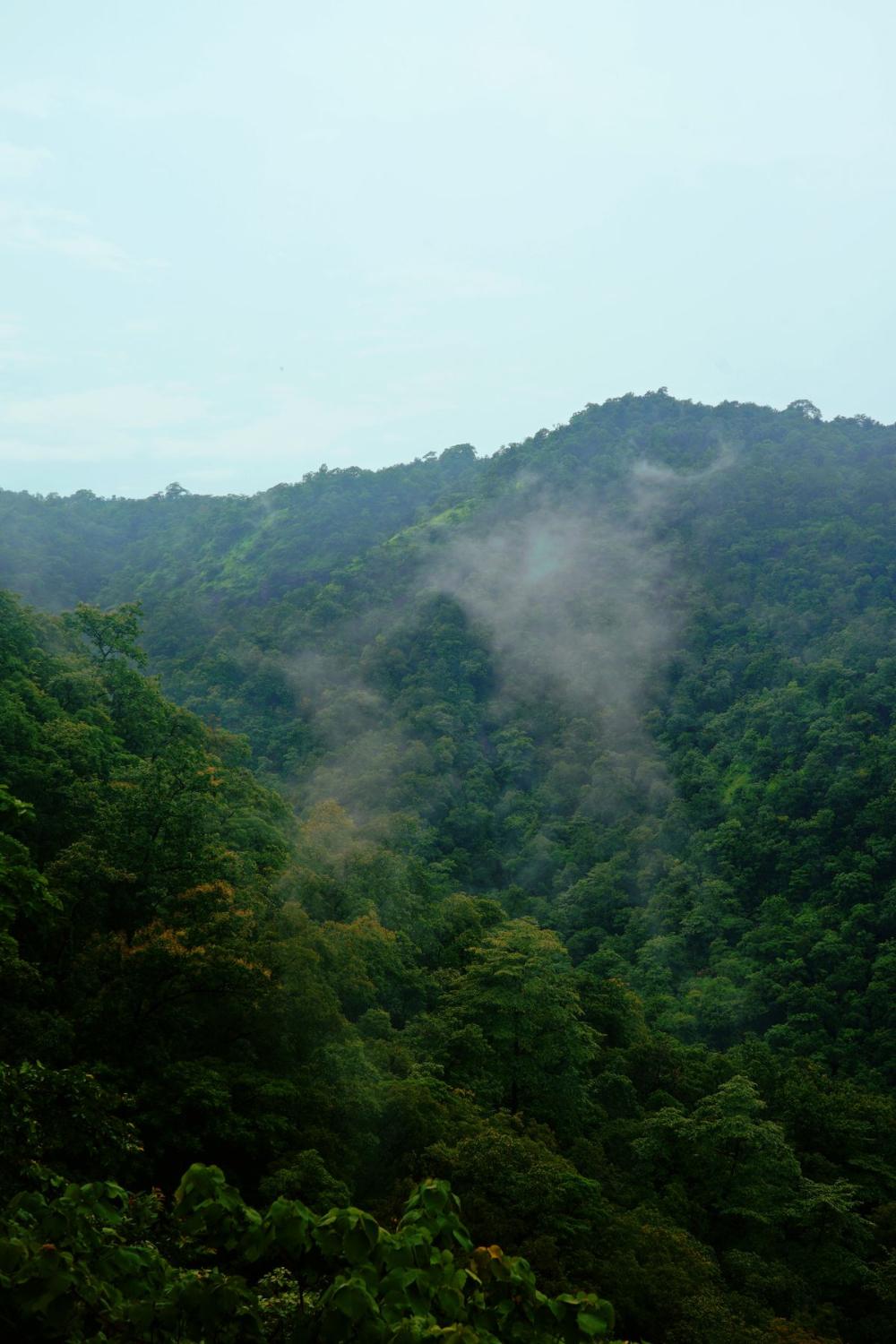 The Illawarra escarpment behind a bushland-backed property