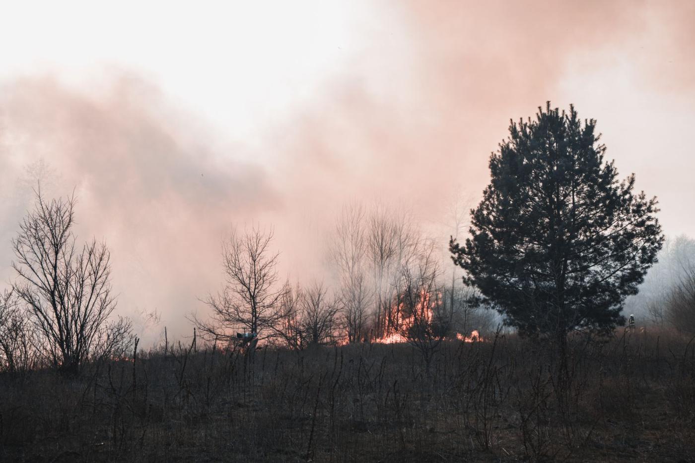 Bushfire running through grass toward standing trees