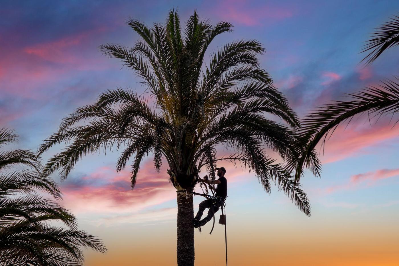 Climber working a palm at last light
