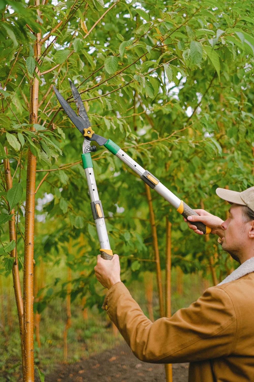 Pruning a canopy back with a pole saw