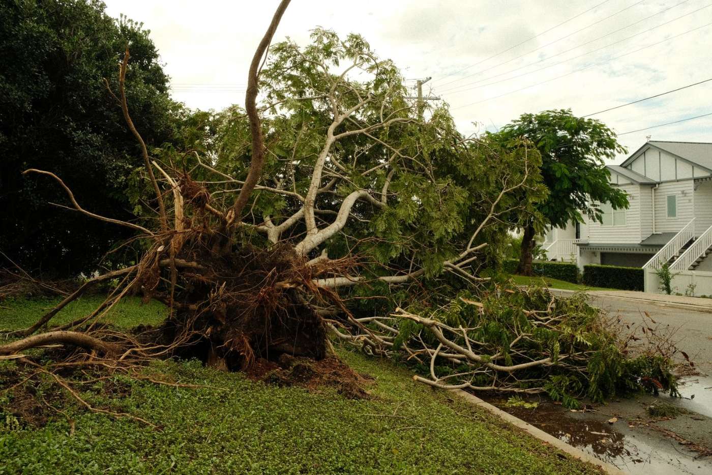 Tree uprooted across a suburban property after a storm