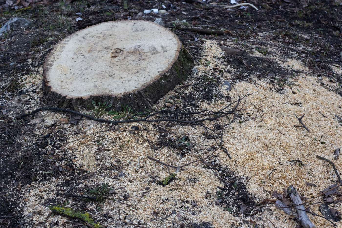 Freshly cut stump surrounded by grindings